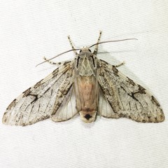 Pseudohemihyalea splendens