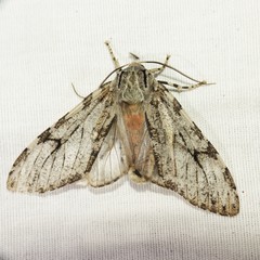 Pseudohemihyalea splendens