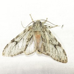 Pseudohemihyalea splendens