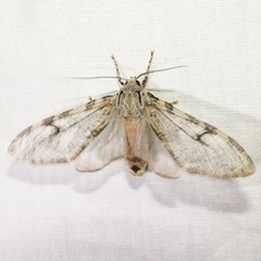 Pseudohemihyalea splendens