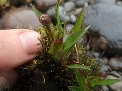 Symphyotrichum vahlii