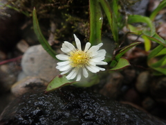Symphyotrichum vahlii