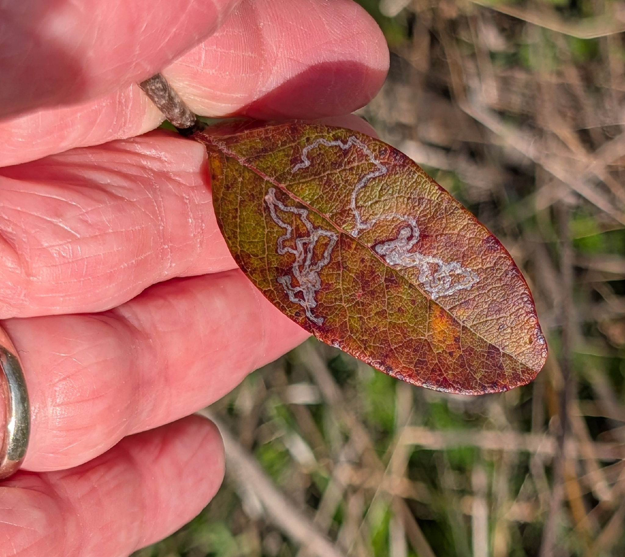 Imagem de Sideroxylon lanuginosum