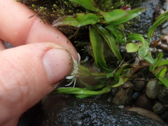 Symphyotrichum vahlii