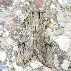 Pseudohemihyalea splendens