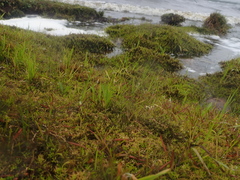 Symphyotrichum vahlii