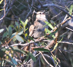 Drymodes brunneopygia