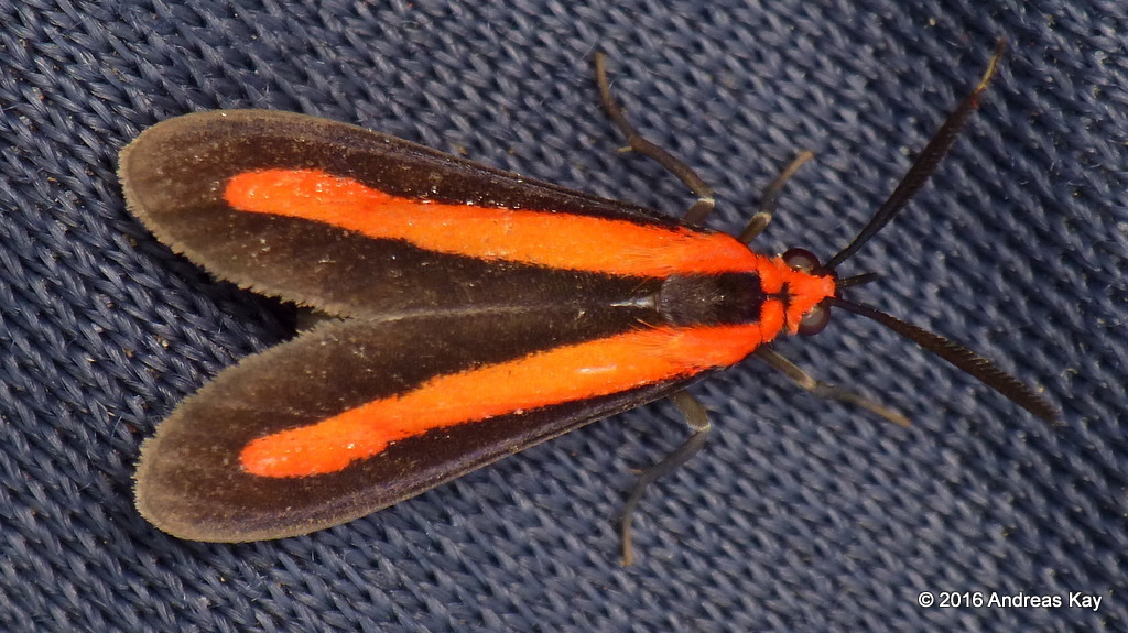 Tipulodes rubriceps