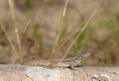 Leiocephalus raviceps