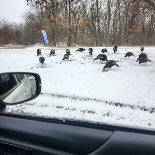Wild Turkey (Meleagris gallopavo), photo 6