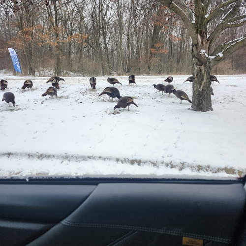 Wild Turkey (Meleagris gallopavo), photo 7