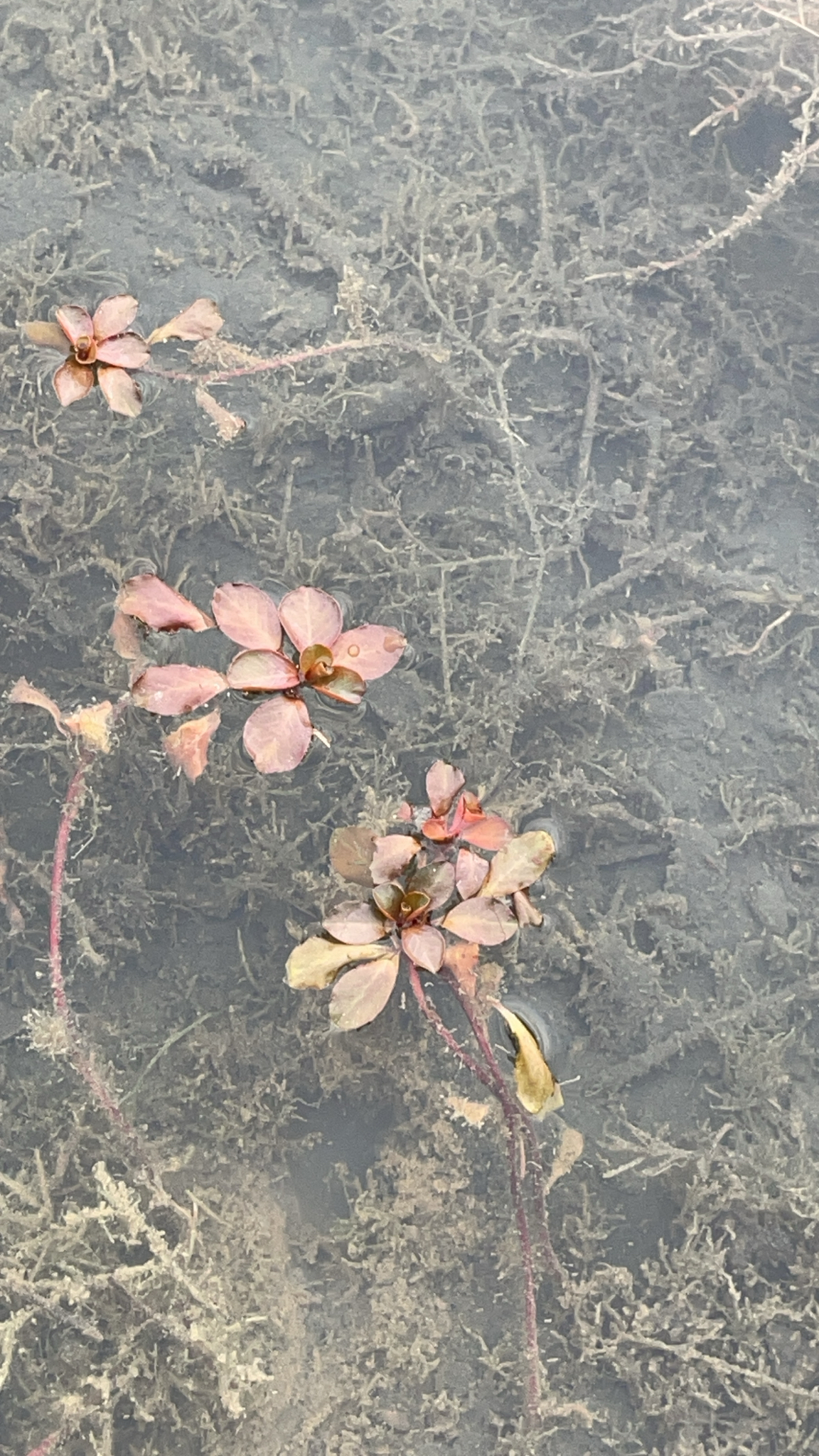 Floating primrose-willow