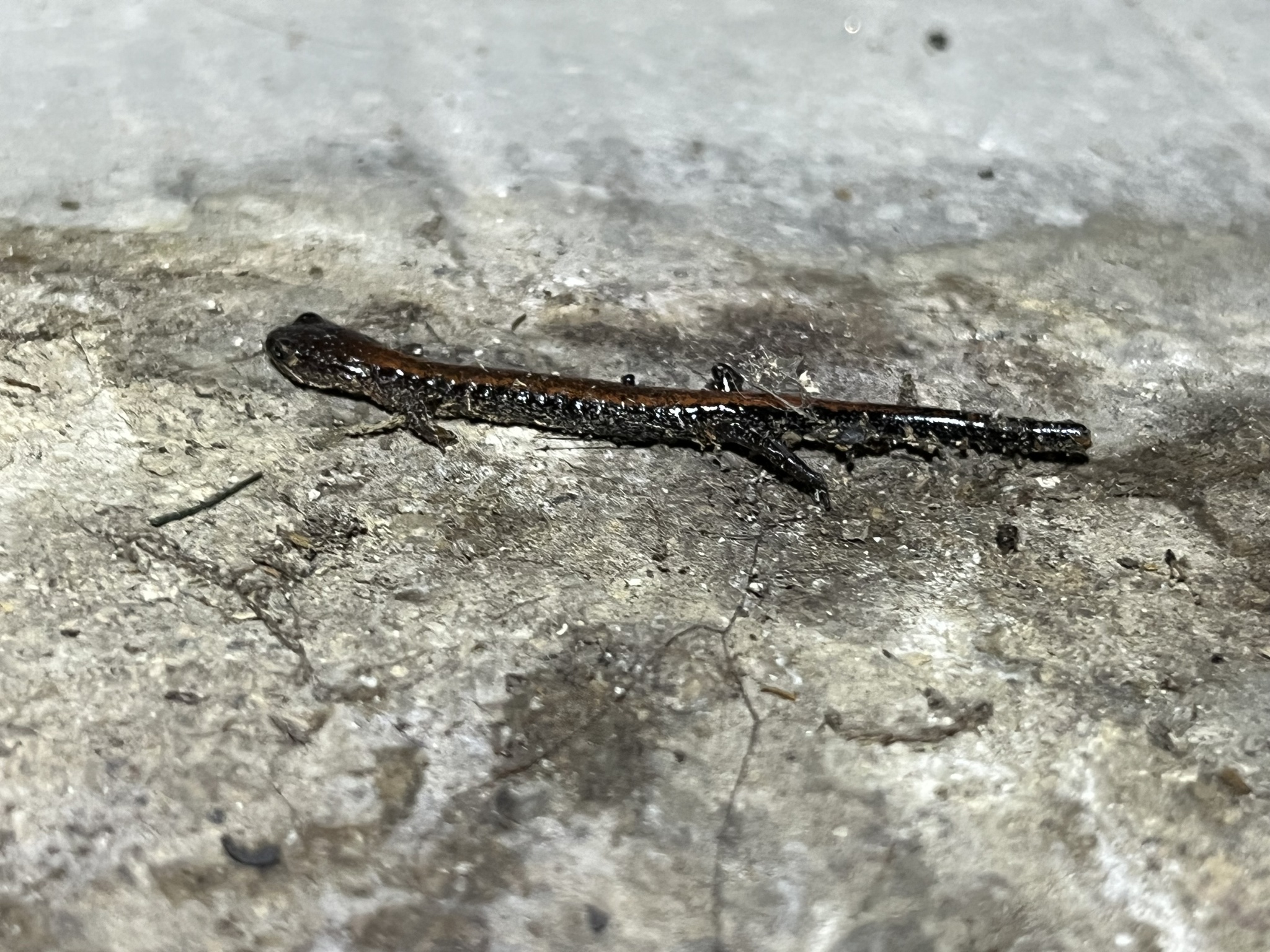 Plethodon cinereus (Green, 1818)