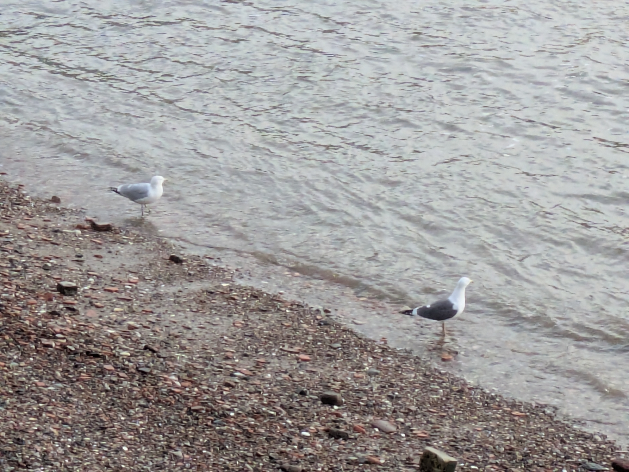 European Herring Gull (Larus argentatus), photo 8