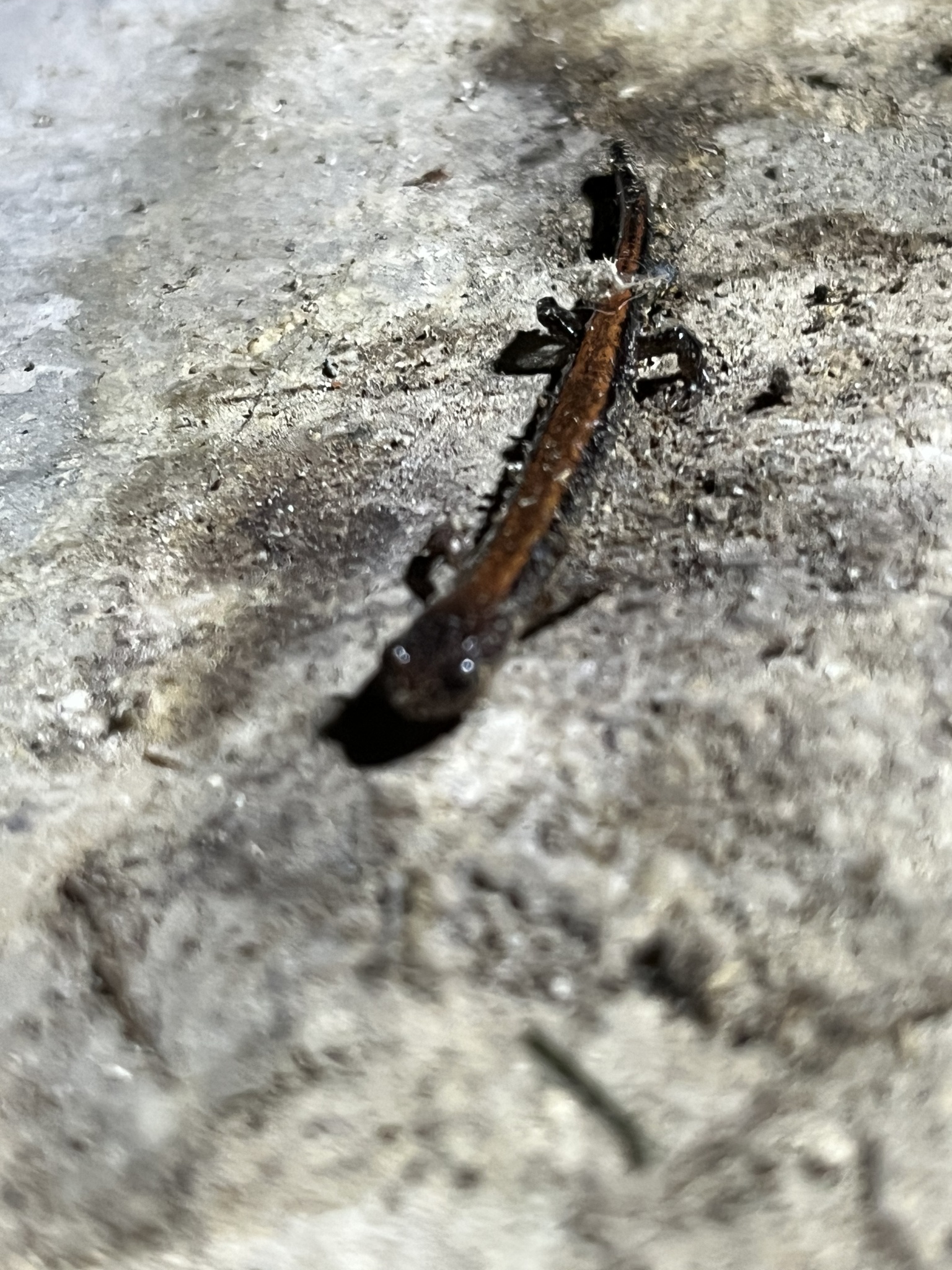 Plethodon cinereus (Green, 1818)