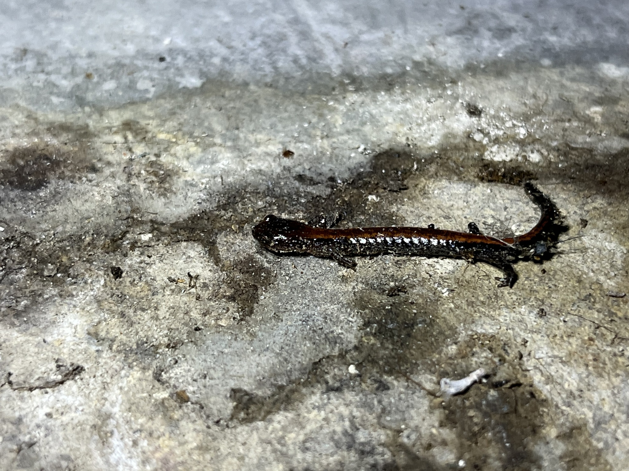 Plethodon cinereus (Green, 1818)