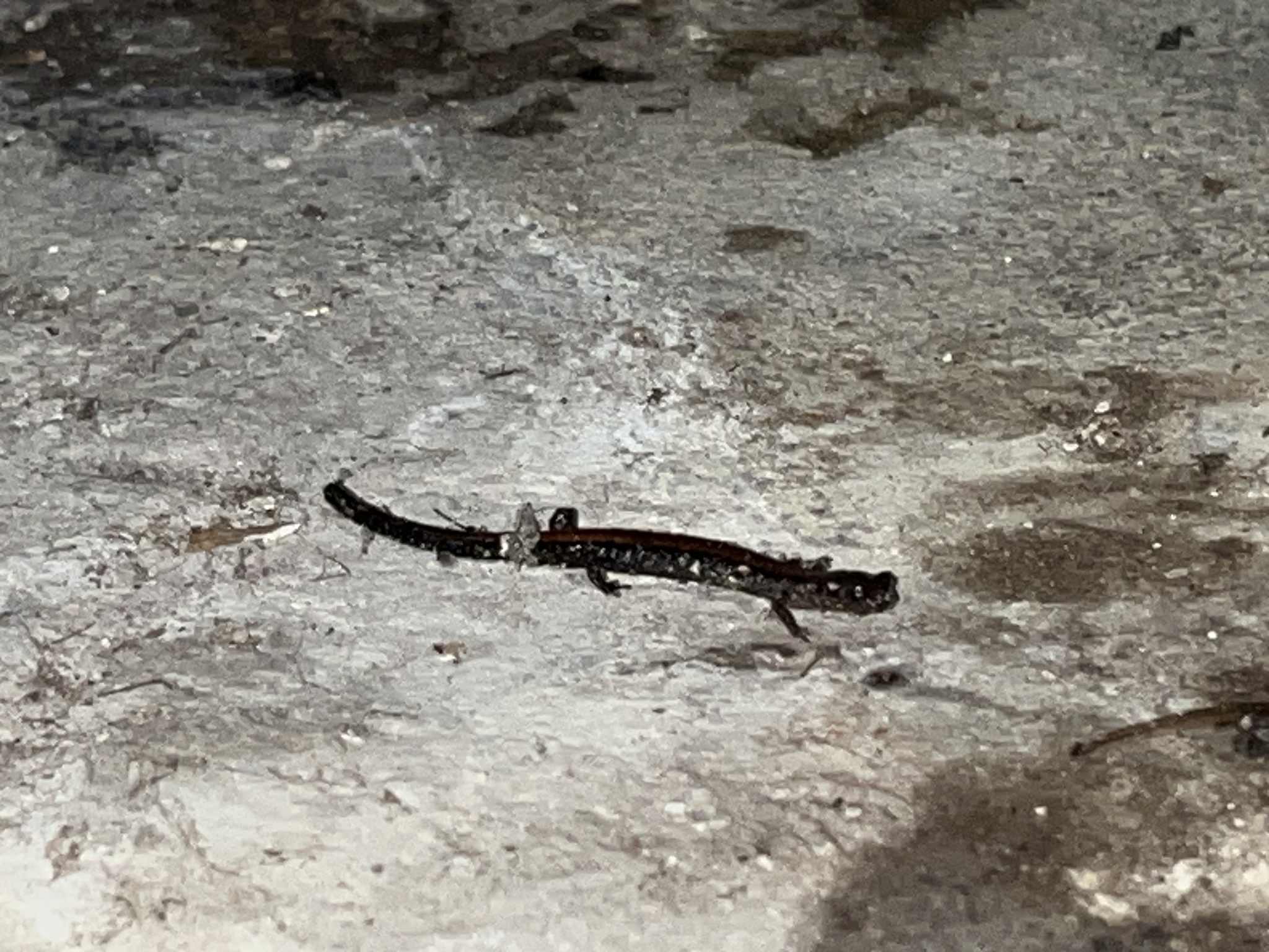 Plethodon cinereus (Green, 1818)