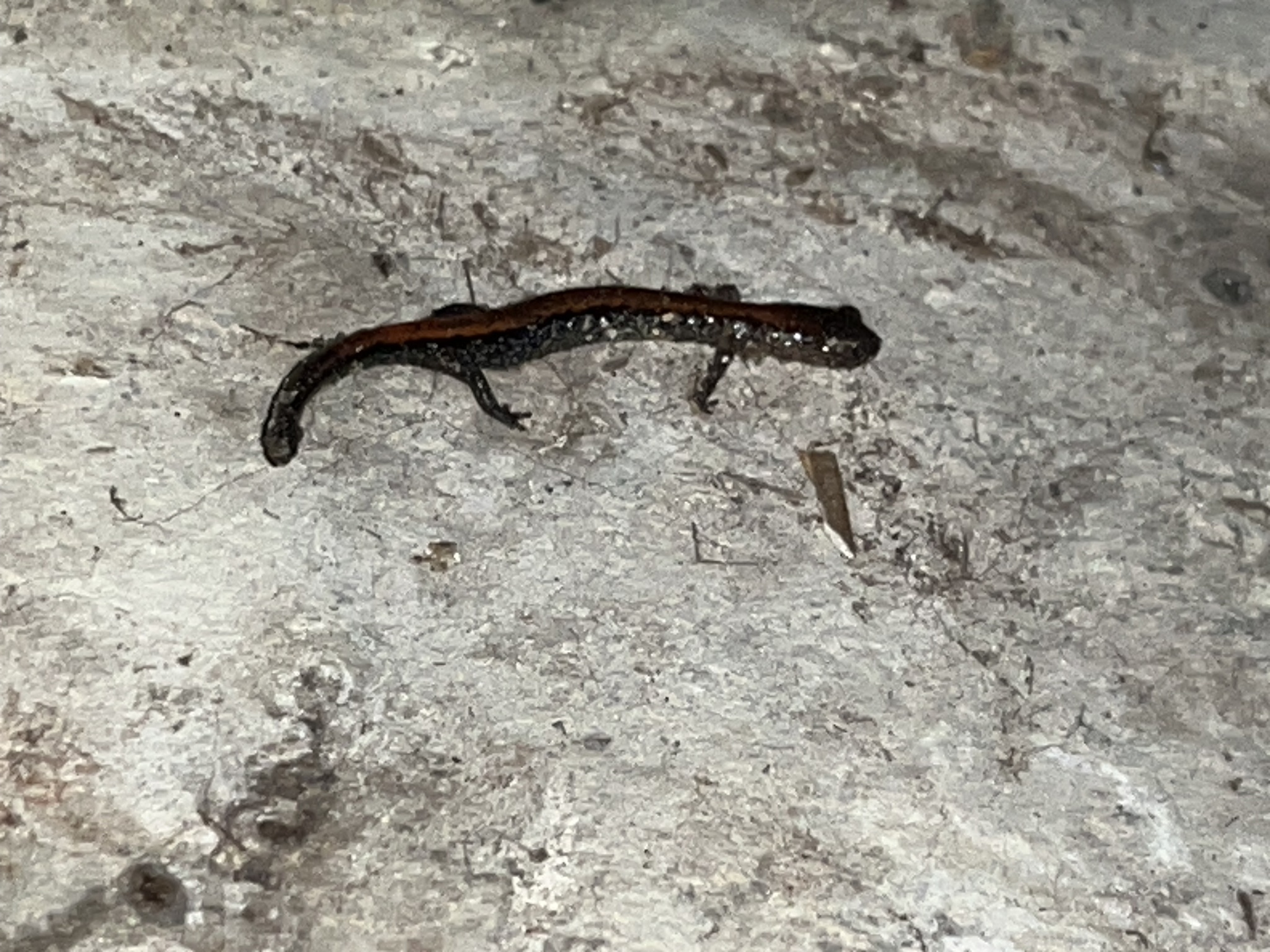 Plethodon cinereus (Green, 1818)