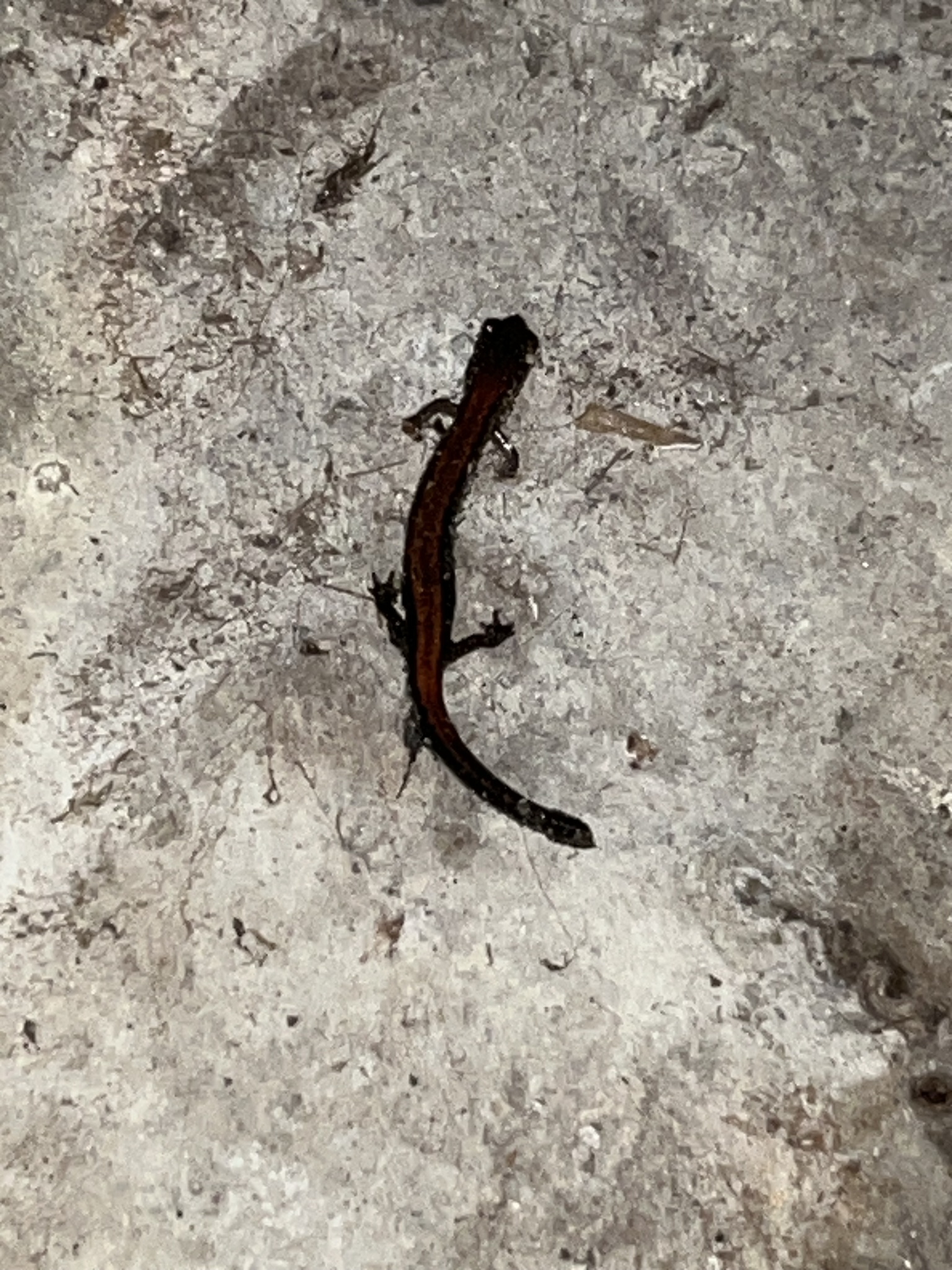 Plethodon cinereus (Green, 1818)