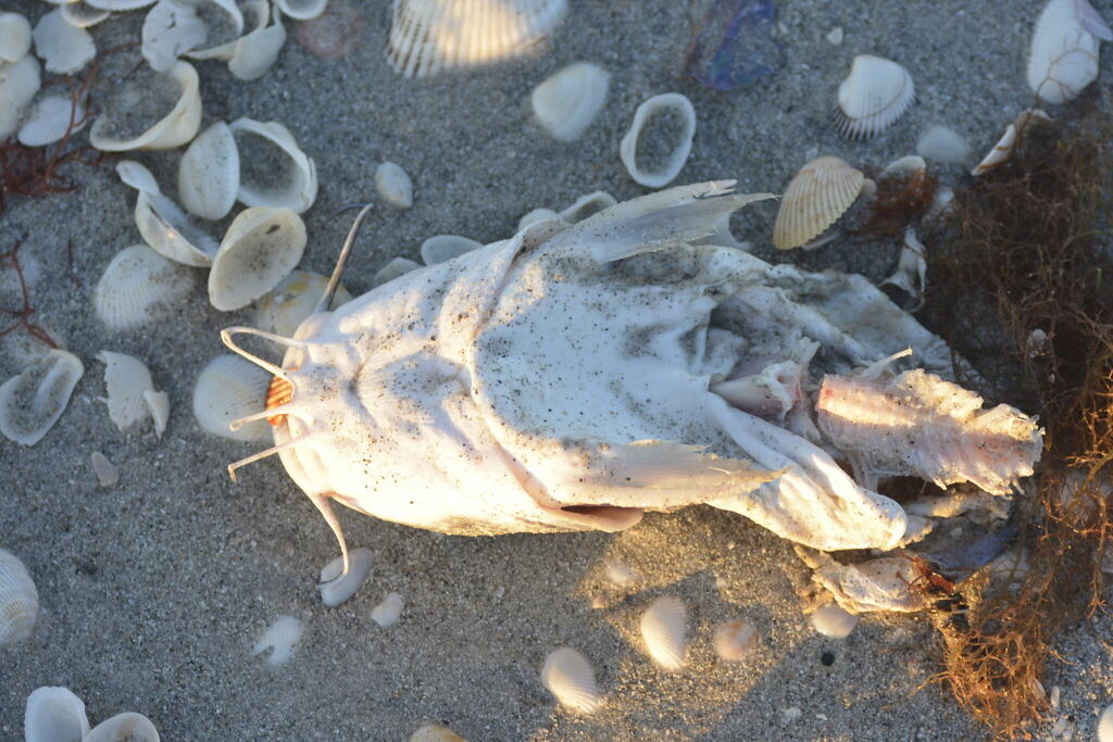 Hardhead sea catfish (Ariopsis felis) — Ariidae