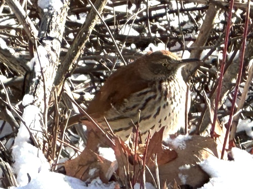 Brown Thrasher (Toxostoma rufum)