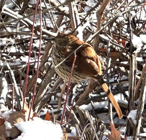 Brown Thrasher (Toxostoma rufum), photo 2