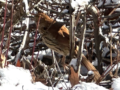 Brown Thrasher (Toxostoma rufum), photo 10