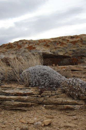 Tufted Cryptantha (Oreocarya caespitosa)