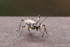 Zapada