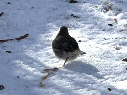 Dark-eyed Junco (Junco hyemalis), photo 6