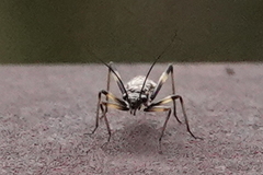 Zapada
