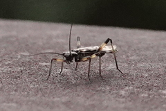 Zapada