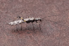 Zapada