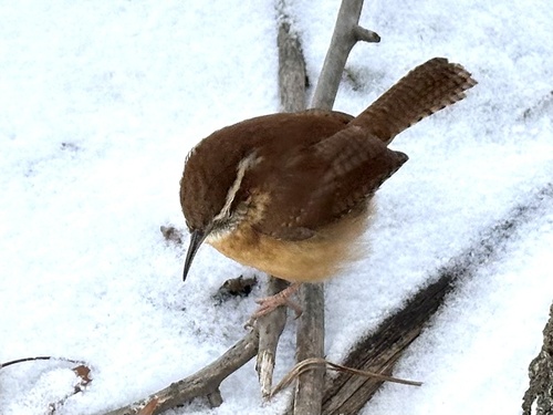 Carolina Wren (Thryothorus ludovicianus), photo 8