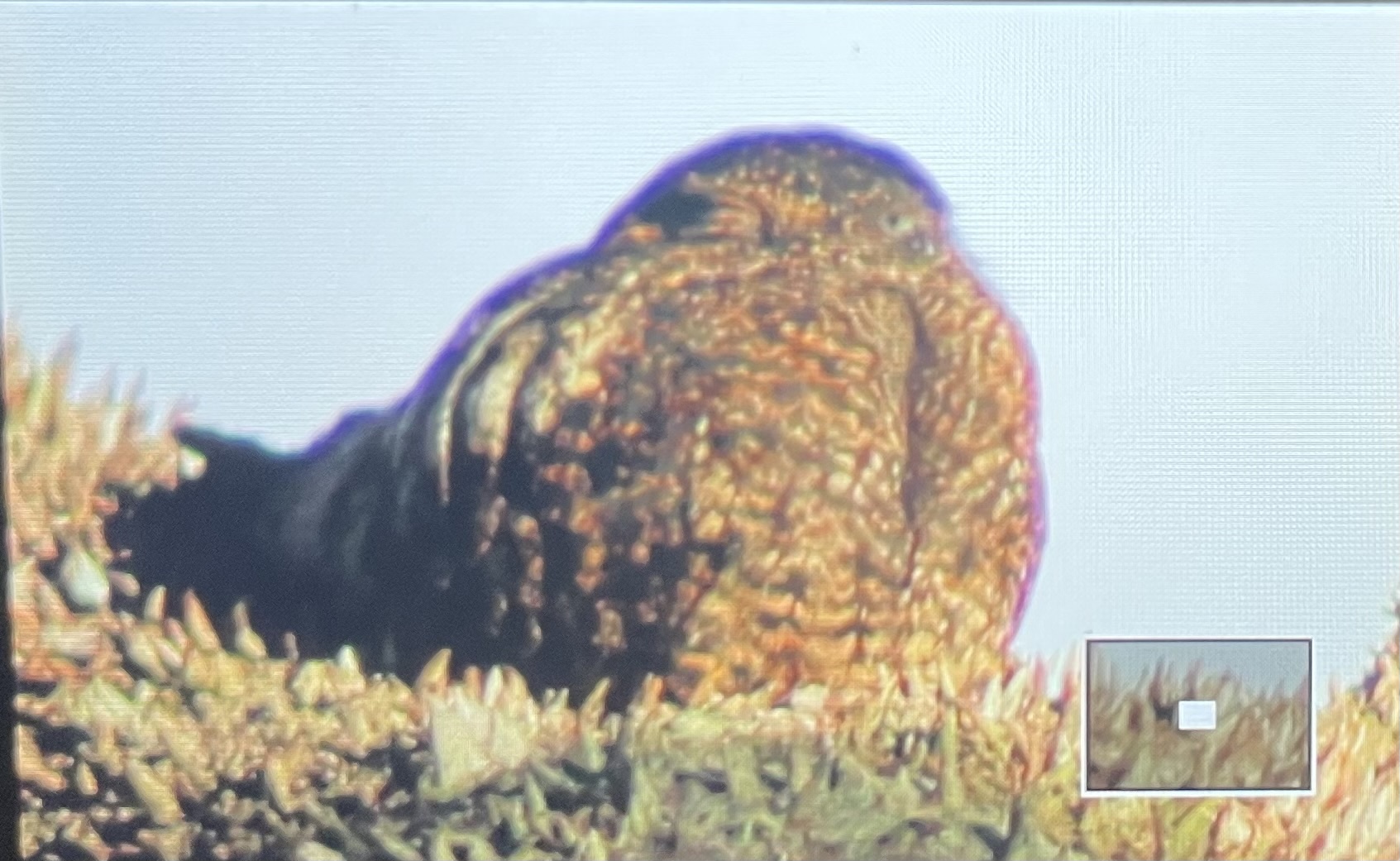Short-tailed Nighthawk (Lurocalis semitorquatus), photo 1