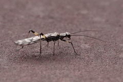 Zapada