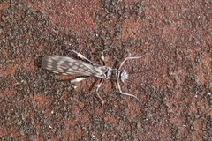Zapada
