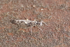 Zapada