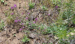 Boechera sparsiflora