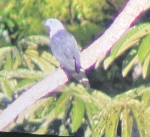 Grey-headed Kite (Leptodon cayanensis)