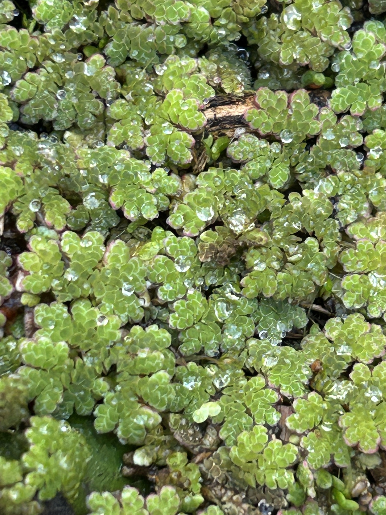 Red azolla