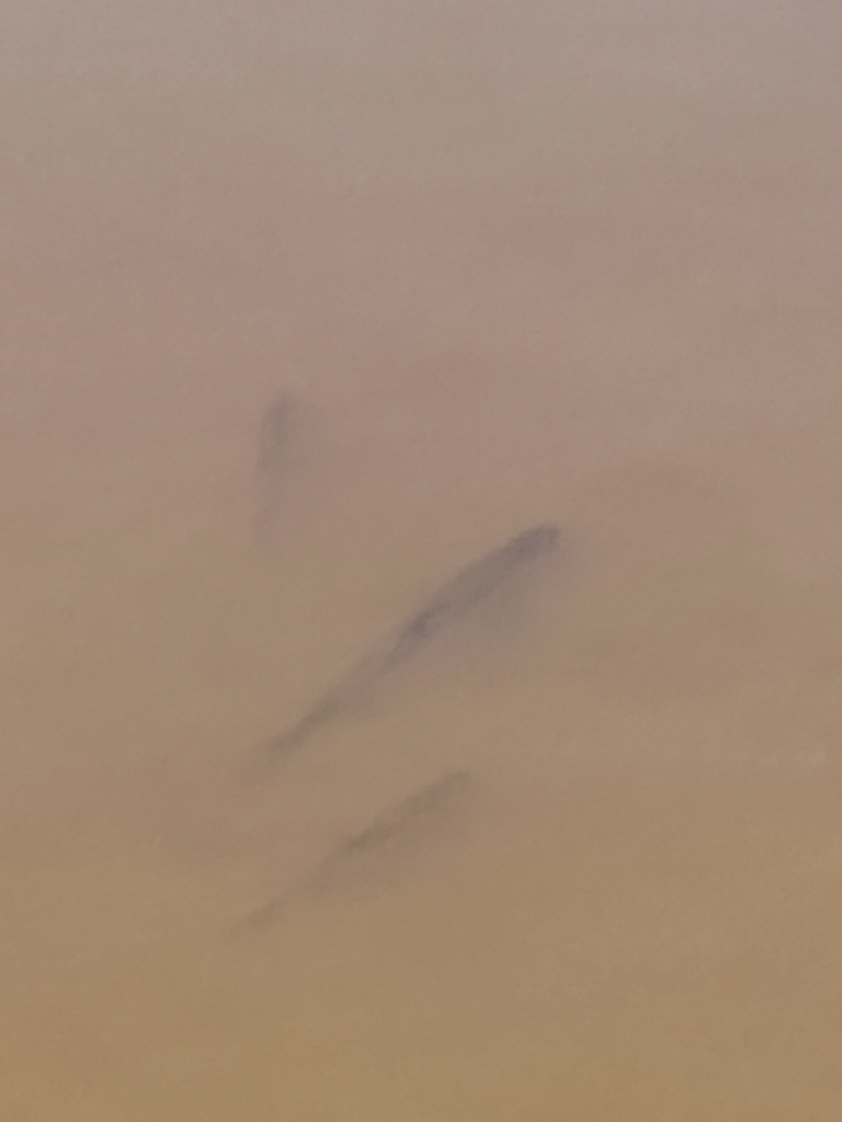 Common snook (Centropomus undecimalis) — Centropomidae