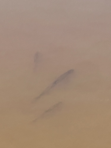 Common snook (Centropomus undecimalis) — Centropomidae