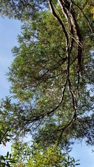 Libocedrus plumosa