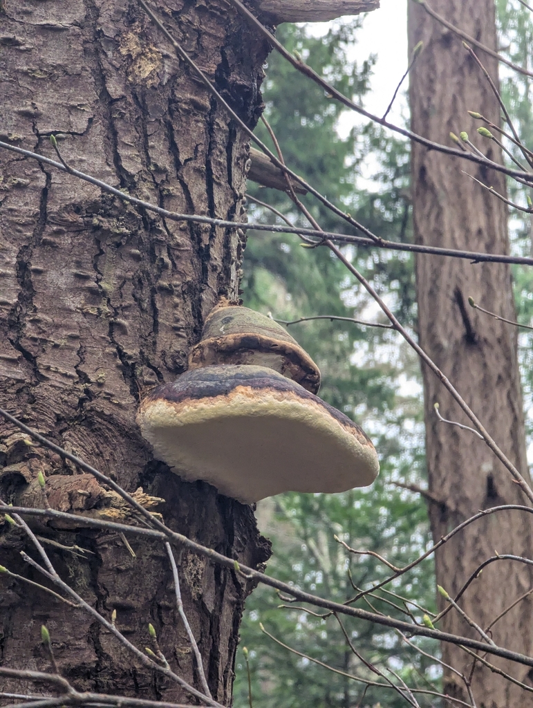 Fomitopsis ochracea · January 2026 · photo: © funnieanimals (iNaturalist, cc0)