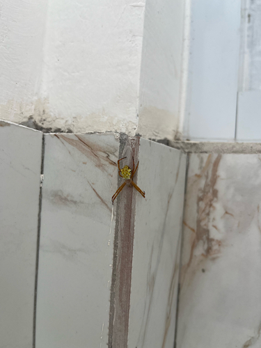 Argiope appensa