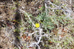 Lomatium austiniae
