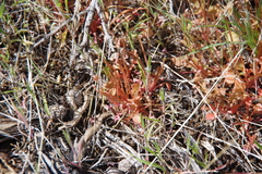 Claytonia rubra rubra