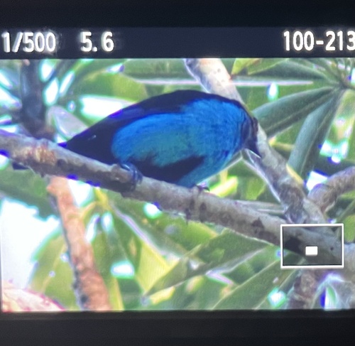 Paradise Tanager (Tangara chilensis)