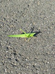 Neoconocephalus ensiger